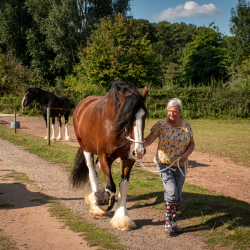 Shire Horse Experience Voucher