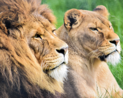Double Big Cat Experience Gift Voucher