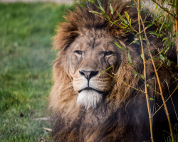 Big Cat Experience Gift Voucher
