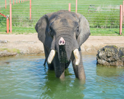 Elephant Experience Gift Voucher