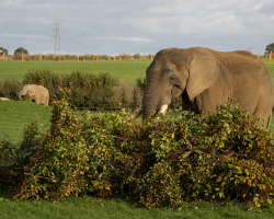 Double Elephant Experience Gift Voucher