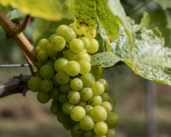 Vineyard/Winery Tour & Wine Tasting Voucher
