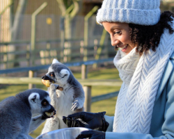 Ring Tailed Lemurs Experience Voucher (3)
