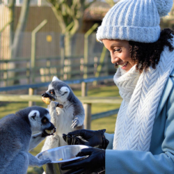 Ring Tailed Lemurs Experience Voucher (3)