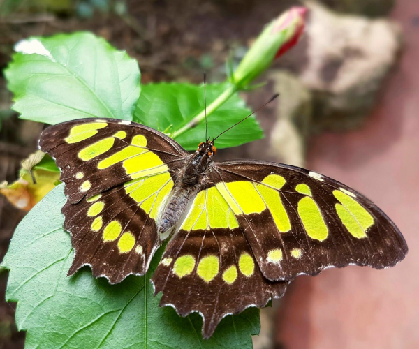 Buy Gift Vouchers online StratforduponAvon Butterfly Farm