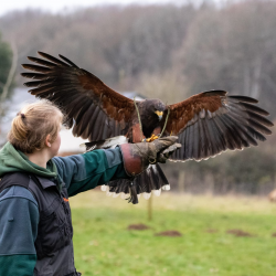 Hawk Walk