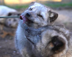 Arctic Fox Animal Experience Gift