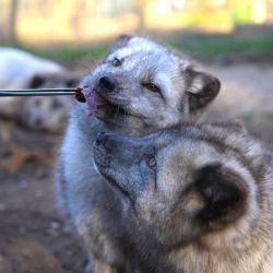 Arctic Fox Animal Experience Gift