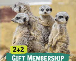 2+2 Gift Membership