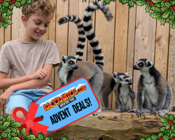 Advent Gift: RING-TAILED LEMUR EXPERIENCE - 1 person