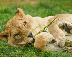 Gift Voucher - Lion Feed - 2 People