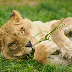 Gift Voucher - Lion Feed - 2 People
