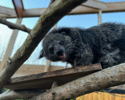 Voucher - Experience - Binturong