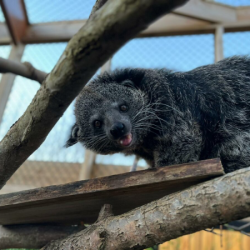 Voucher - Experience - Binturong