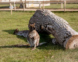 Summer Season Pass Gift Vouchers Disabled+Free Carer