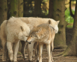 Wild Wolf Breakfast