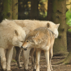 Wild Wolf Breakfast