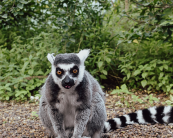 Lemur Animal Experience Gift