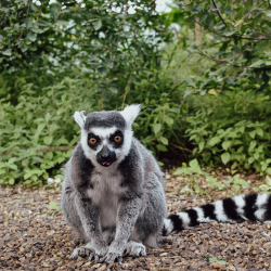 Lemur Animal Experience Gift