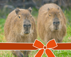 Encounter Voucher: Capybara