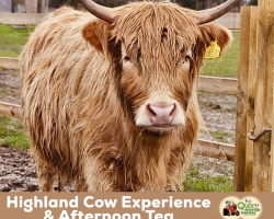 Highland Cow & Bubbly Afternoon Tea Experience