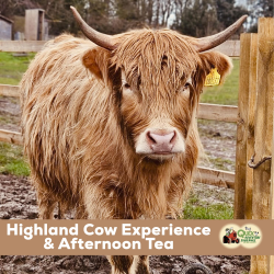 Highland Cow & Bubbly Afternoon Tea Experience