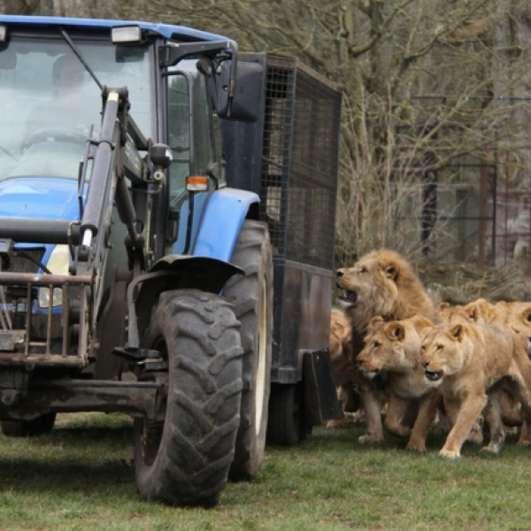 BIG CAT FEED VIP EXPERIENCE VOUCHER
