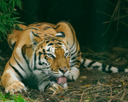 Gift Voucher - Tiger Feed - 4 People