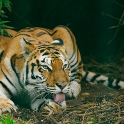 Gift Voucher - Tiger Feed - 4 People