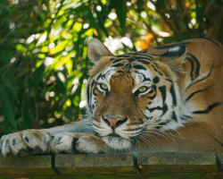 Gift Voucher - Big Cat Experience - 1 Person