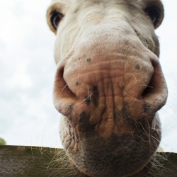 Donkey Animal Experience Gift