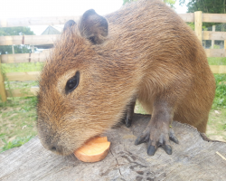 Capybara Experience Voucher (2)