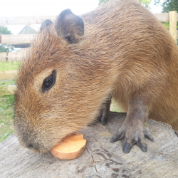 Capybara Experience Voucher (2)