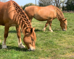 Suffolk Punch Animal Experience Gift