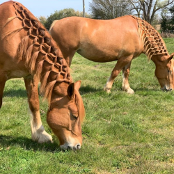 Suffolk Punch Animal Experience Gift