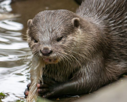 Feed the Otters