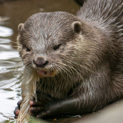 Feed the Otters