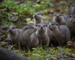 Feed the Otter (for two people)