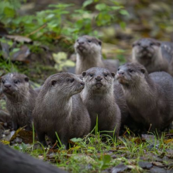 Feed the Otter (for two people)