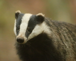 Badger Watching