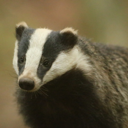 Badger Watching