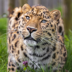 Big Cat Encounter midweek with guest Gift Voucher