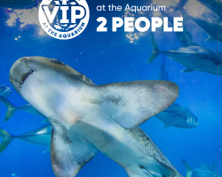 Gift Ticket - Zebra Shark Experience at The Aquarium [2 people]