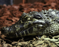 Voucher - Experience - Adult Crocodile Keeper