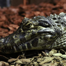 Voucher - Experience - Adult Crocodile Keeper