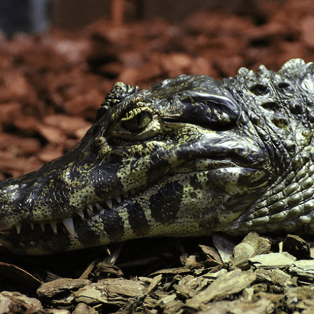 Voucher - Experience - Adult Crocodile Keeper