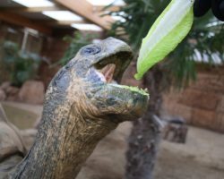 Voucher - Experience - Giant Galapagos Tortoise
