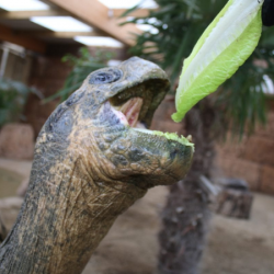 Voucher - Experience - Giant Galapagos Tortoise