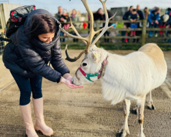 Reindeer Encounter