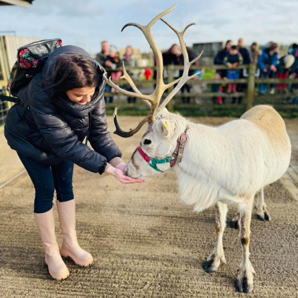 Reindeer Encounter